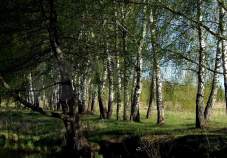 Продать участок 8.0 соток , фотография 2