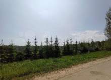 Покупка участок 9.0 соток , фотография 3