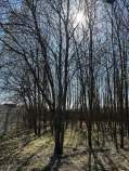 Купить участок 12.5 соток , фотография 7