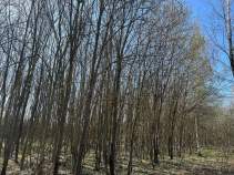 Купить участок 12.5 соток , фотография 8