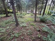 Фотография Участок, 7.5 сот., сельхоз (снт или днп), Москва, Троицкий административный округ, район Вороново, СНТ «Звезда», улица Победы Куплю участок 7.5 соток , фотография обложки