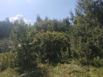 Купить участок 11.0 соток , фотография 9