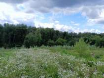 Покупка участок 5.0 соток , фотография 3