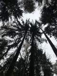Купить участок 20.0 соток , фотография 6