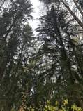 Купить участок 20.0 соток , фотография 8