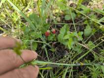 Продажа недвижимости Московская область, Чехов, Московская область, городской округ Чехов, Шарапово, Кленовая улица Цена на участок 10.0 соток , фотография 1