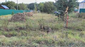 Фотография Участок в Московская область, Чехов муниципальный округ, д. Манушкино  (16.0 сот.),  Куплю участок 16.0 соток , фотография обложки