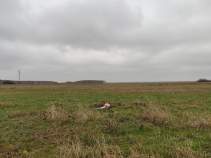 Купить участок 14.1 соток Московская область, Чехов муниципальный округ, Импульс тер., ул. Рассветная Купить участок 14.1 соток , фотография 7