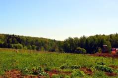 Продать участок 8.0 соток Московская область, Подольск, Московская область, городской округ Подольск, Пузиково Продать участок 8.0 соток , фотография 2