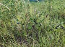 Продать участок 11.1 соток Московская область, Чехов, Московская обл., муниципальный округ Чехов, СНТ Орлиные Холмы, 25 Продать участок 11.1 соток , фотография 2