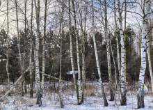 Продать участок 10.5 соток , фотография 2