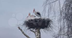 Купить участок 8.0 соток , фотография 6