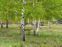 Цена на участок 10.0 соток , фотография 1