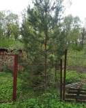 Продать участок 4.3 соток , фотография 2