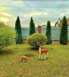 Покупка участок 10.0 соток , фотография 3