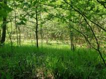 Купить участок 30.0 соток , фотография 9