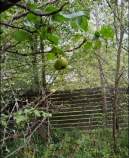 Куплю участок 8.0 соток , фотография обложки