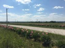 Купить участок 20.0 соток Московская область, Серпухов городской округ, Лисенки ДНТ, Покупка участок 20.0 соток , фотография 3