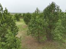 Купить участок 10.0 соток , фотография 9