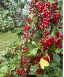 Купить участок 9.4 соток , фотография 8