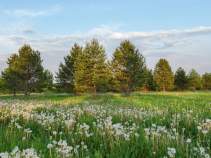 Купить участок 10.0 соток Московская область, Серпухов городской округ, д. Волохово, Покупка участок 10.0 соток , фотография 3