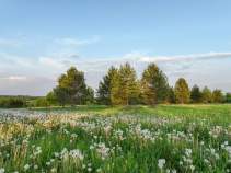 Купить участок 10.0 соток Московская область, Серпухов городской округ, д. Волохово, Купить участок 10.0 соток , фотография 5