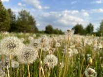 Купить участок 10.0 соток Московская область, Серпухов городской округ, д. Волохово, Купить участок 10.0 соток , фотография 8