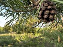 Купить участок 10.0 соток Московская область, Серпухов городской округ, д. Волохово, Купить участок 10.0 соток , фотография 9