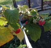 Продажа недвижимости Московская область, Чехов муниципальный округ, Цена на дом на участке соток , фотография 1