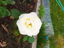 Продается дом на участке соток Московская область, Чехов муниципальный округ, Куплю дом на участке соток , фотография 4