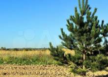 Купить участок 8.0 соток , фотография 7