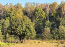 Продать участок 6.0 соток , фотография 2