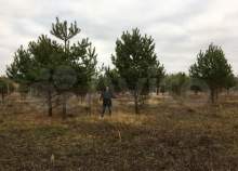 Покупка участок 10.0 соток , фотография 3