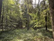 Продать участок 30.0 соток , фотография 2