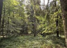 Куплю участок 30.0 соток , фотография обложки