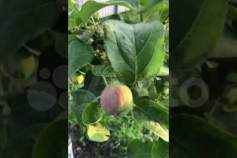 Цена на участок 10.5 соток , фотография 1