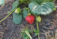 Куплю участок 7.2 соток , фотография 4