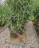 Купить участок 7.2 соток , фотография 5