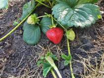 Купить участок 6.9 соток , фотография 6