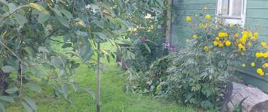 Покупка участок 5.0 соток , фотография 3