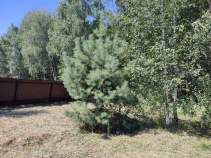 Купить участок 9.0 соток , фотография 5