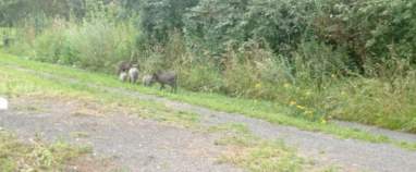 Продается участок 15.0 соток Московская область, городской округ Серпухов, СНТ Лужки, 23 Куплю участок 15.0 соток , фотография 4