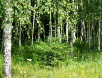 Продать участок 75.0 соток , фотография 2