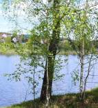 Куплю участок 18.5 соток , фотография обложки