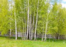 Купить участок 18.5 соток , фотография 6