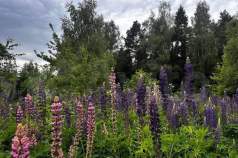 Продается участок 11.0 соток Московская область, Чехов, Московская обл., муниципальный округ Чехов, СНТ Минкас, 79 Куплю участок 11.0 соток , фотография 4