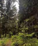 Купить участок 11.0 соток Московская область, Чехов, Московская обл., муниципальный округ Чехов, СНТ Минкас, 79 Купить участок 11.0 соток , фотография 6