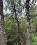 Купить участок 11.0 соток Московская область, Чехов, Московская обл., муниципальный округ Чехов, СНТ Минкас, 79 Купить участок 11.0 соток , фотография 8