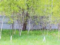 Купить участок 46.7 соток Московская область, Чехов муниципальный округ, Южные озера кп, Купить участок 46.7 соток , фотография 9