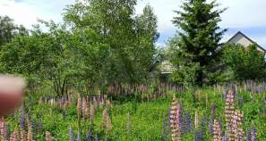 Покупка участок 8.7 соток , фотография 3